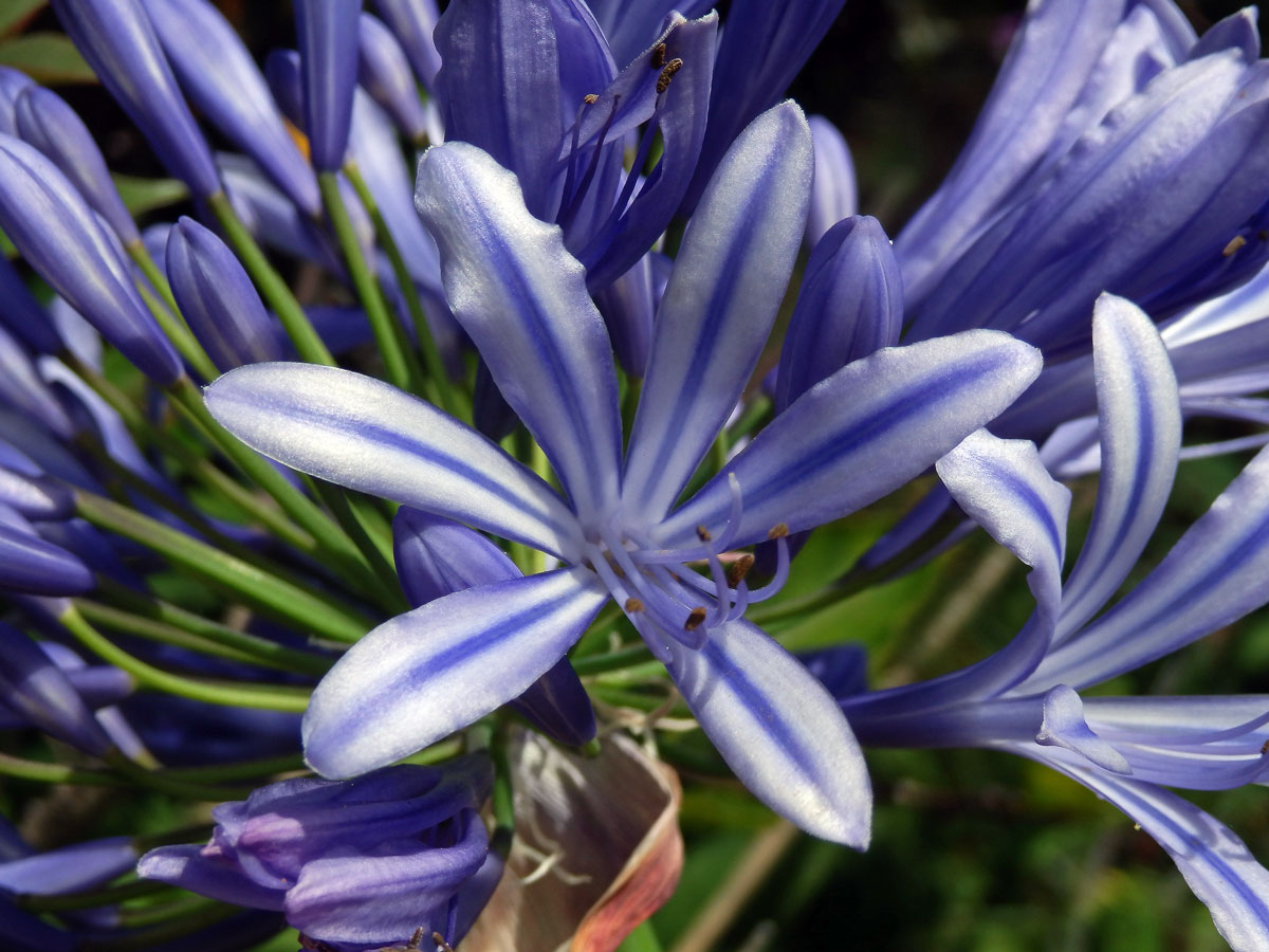 Kalokvět (Agapanthus praecox Willd.)