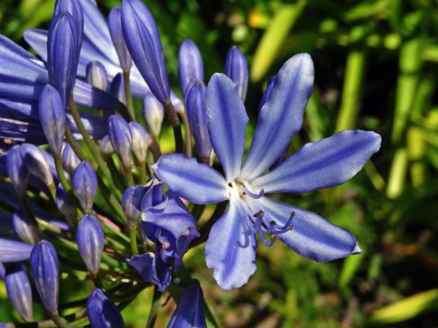 Kalokvět (Agapanthus praecox Willd.)