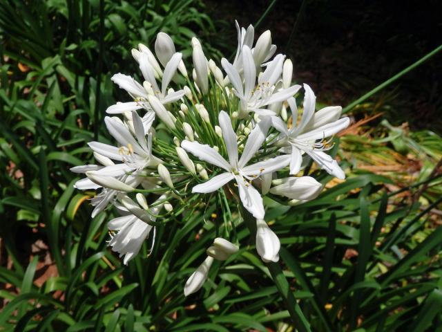 Kalokvět (Agapanthus praecox Willd.)