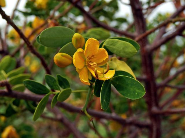 Senna bicapsularis (L.) Roxb.