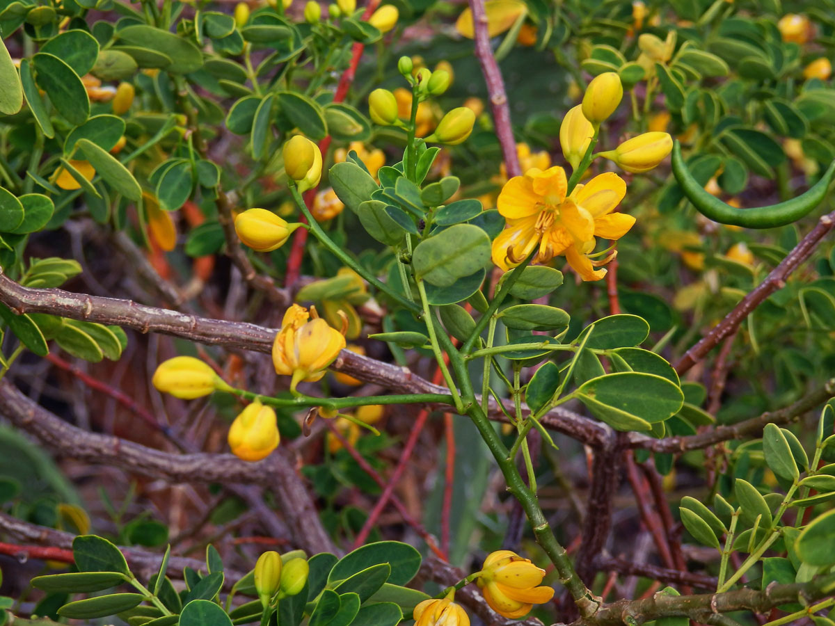 Senna bicapsularis (L.) Roxb.