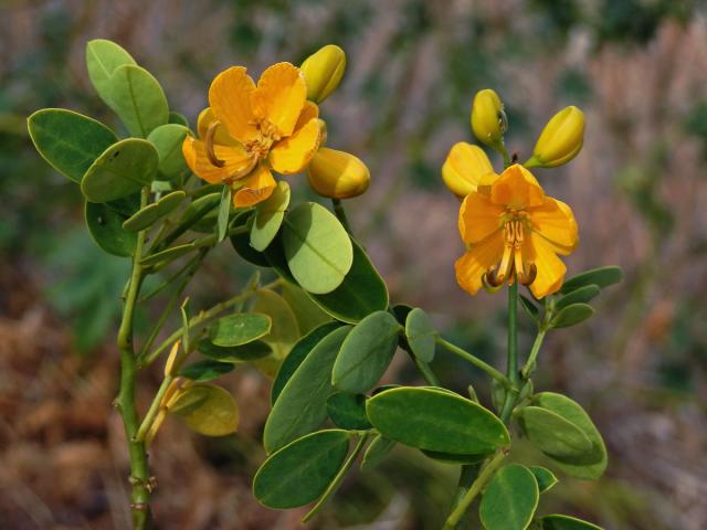 Senna bicapsularis (L.) Roxb.