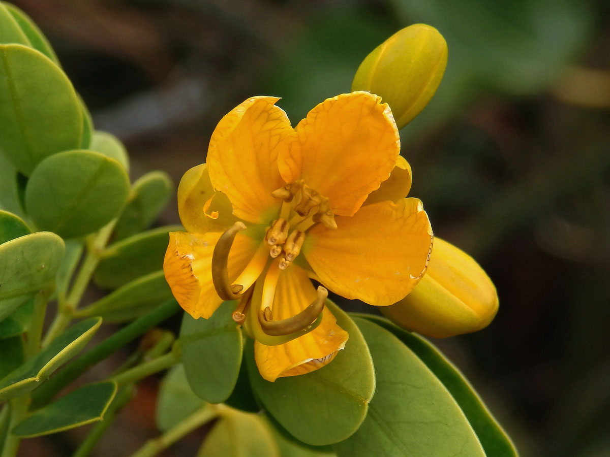 Senna bicapsularis (L.) Roxb.