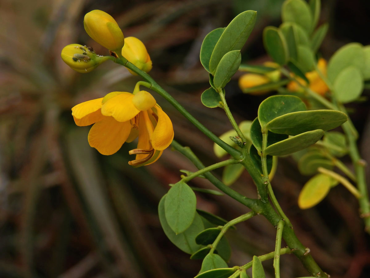 Senna bicapsularis (L.) Roxb.