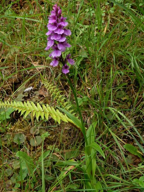 Prstnatec (Dactylorhiza foliosa (Rchb. f.) Soó)