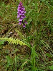 Prstnatec (Dactylorhiza foliosa (Rchb. f.) Soó)