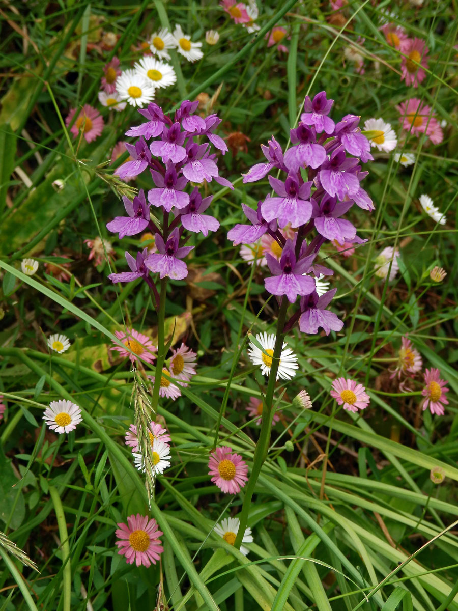 Prstnatec (Dactylorhiza foliosa (Rchb. f.) Soó)