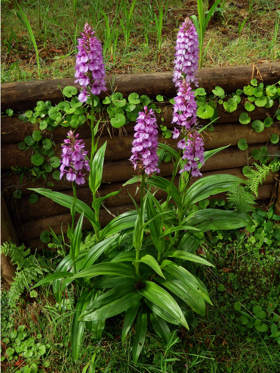 Prstnatec (Dactylorhiza foliosa (Rchb. f.) Soó)