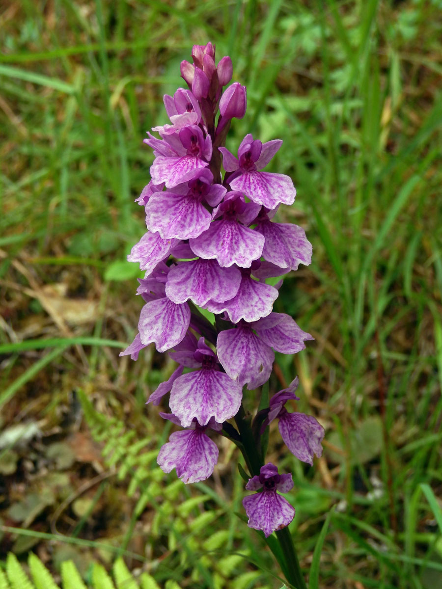 Prstnatec (Dactylorhiza foliosa (Rchb. f.) Soó)