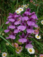 Prstnatec (Dactylorhiza foliosa (Rchb. f.) Soó)