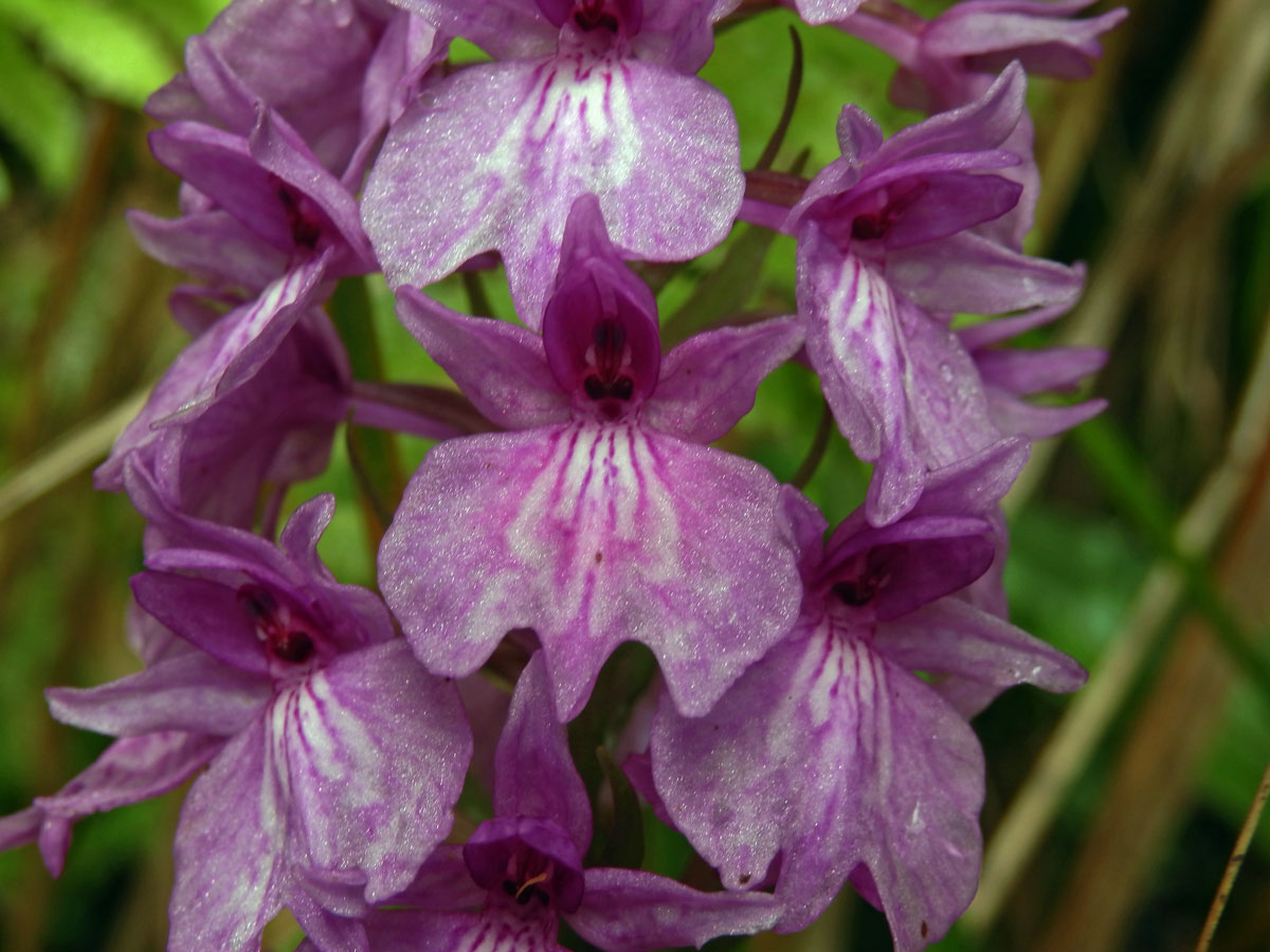 Prstnatec (Dactylorhiza foliosa (Rchb. f.) Soó)