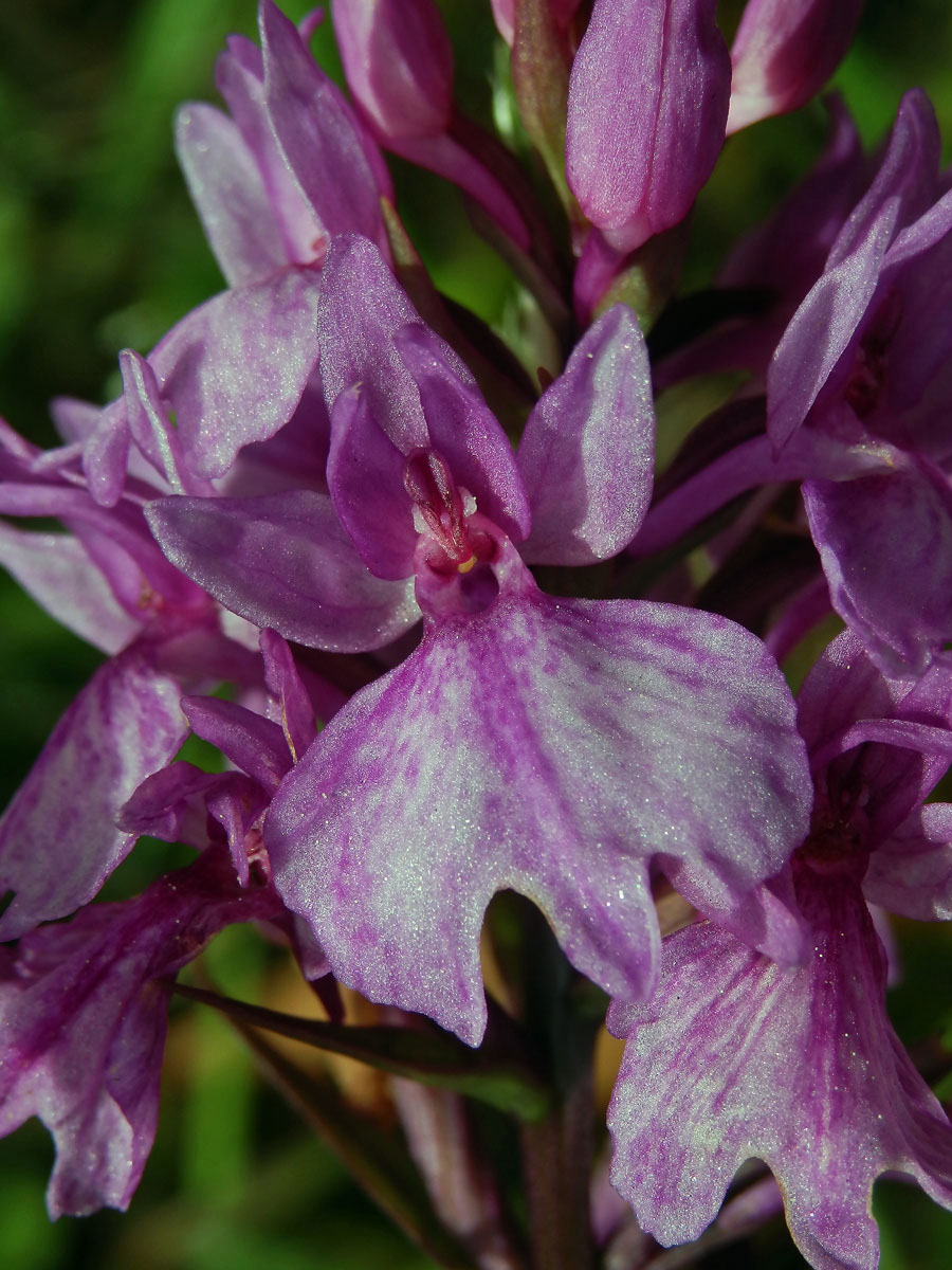 Prstnatec (Dactylorhiza foliosa (Rchb. f.) Soó)