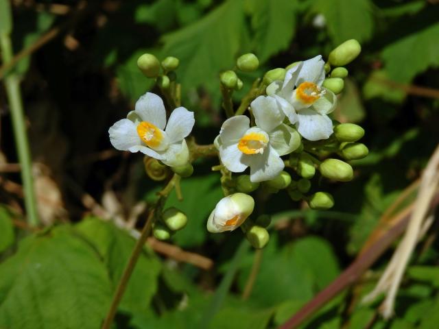 Srdcovnice (Cardiospermum grandiflorum Sw.)