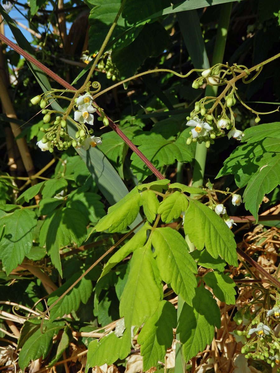 Srdcovnice (Cardiospermum grandiflorum Sw.)