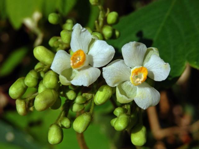 Srdcovnice (Cardiospermum grandiflorum Sw.)