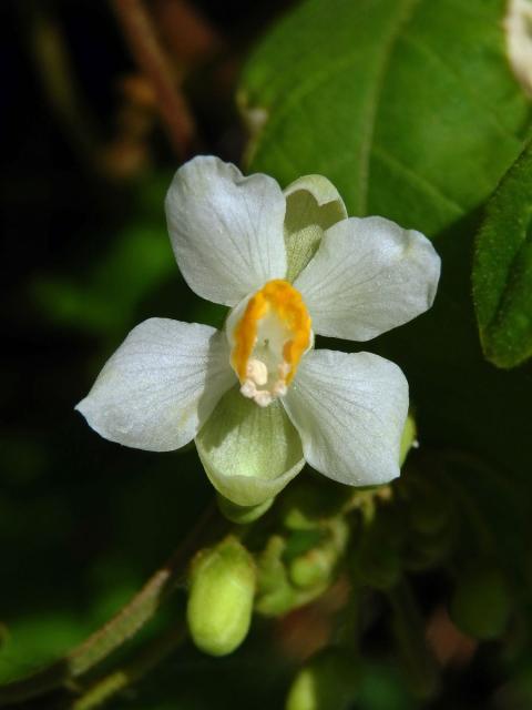 Srdcovnice (Cardiospermum grandiflorum Sw.)