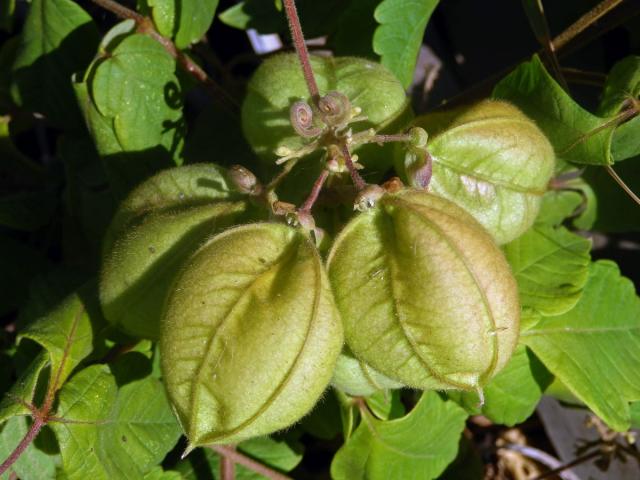 Srdcovnice (Cardiospermum grandiflorum Sw.)