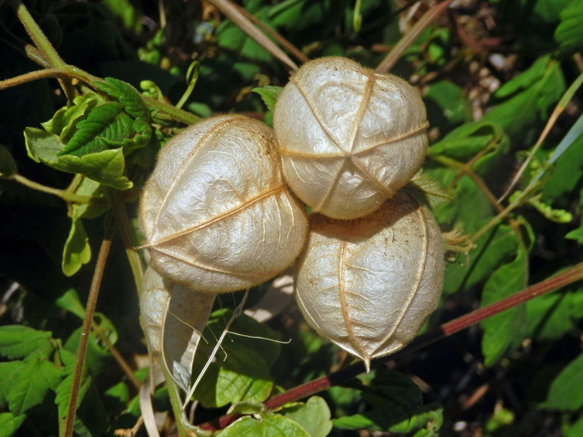 Srdcovnice (Cardiospermum grandiflorum Sw.)