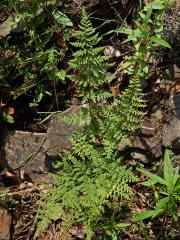 Puchýřník křehký (Cystopteris fragilis (L.) Bernh.)    