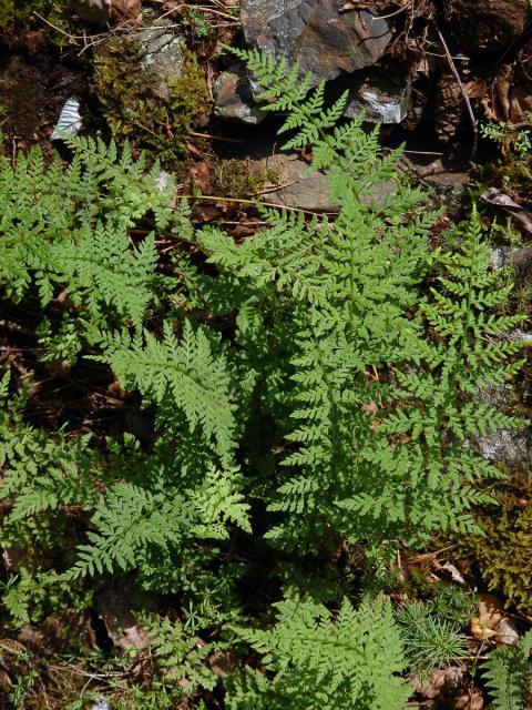 Puchýřník křehký (Cystopteris fragilis (L.) Bernh.)