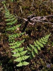 Puchýřník křehký (Cystopteris fragilis (L.) Bernh.)