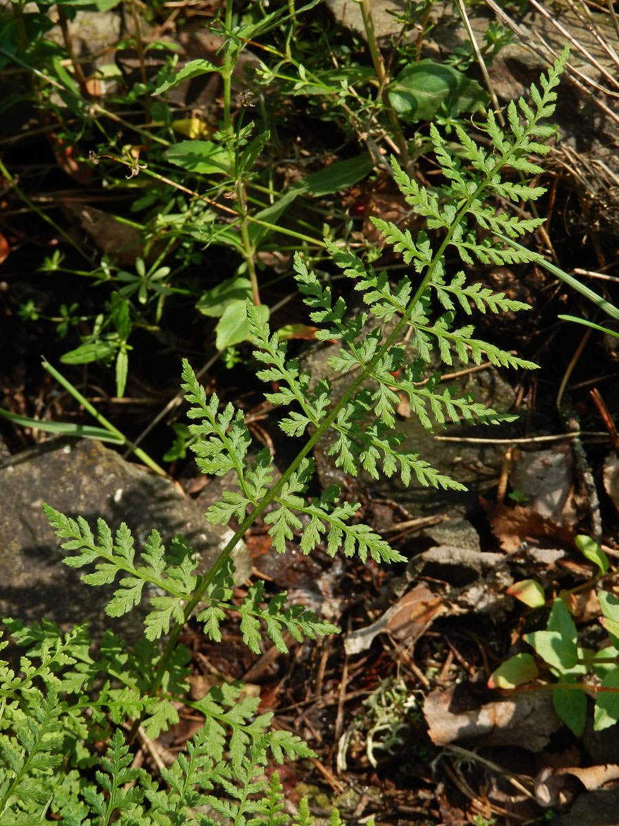 Puchýřník křehký (Cystopteris fragilis (L.) Bernh.)