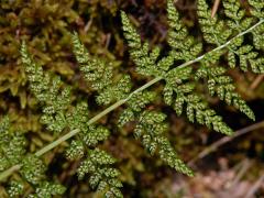 Puchýřník křehký (Cystopteris fragilis (L.) Bernh.)