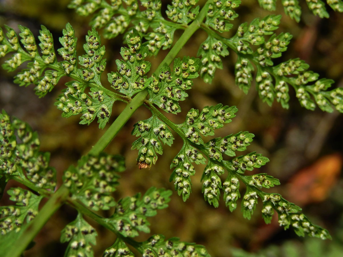 Puchýřník křehký (Cystopteris fragilis (L.) Bernh.)