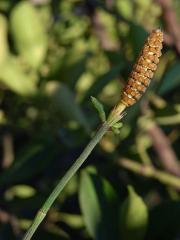 Přeslička větevnatá (Equisetum ramosissimum Desf.)