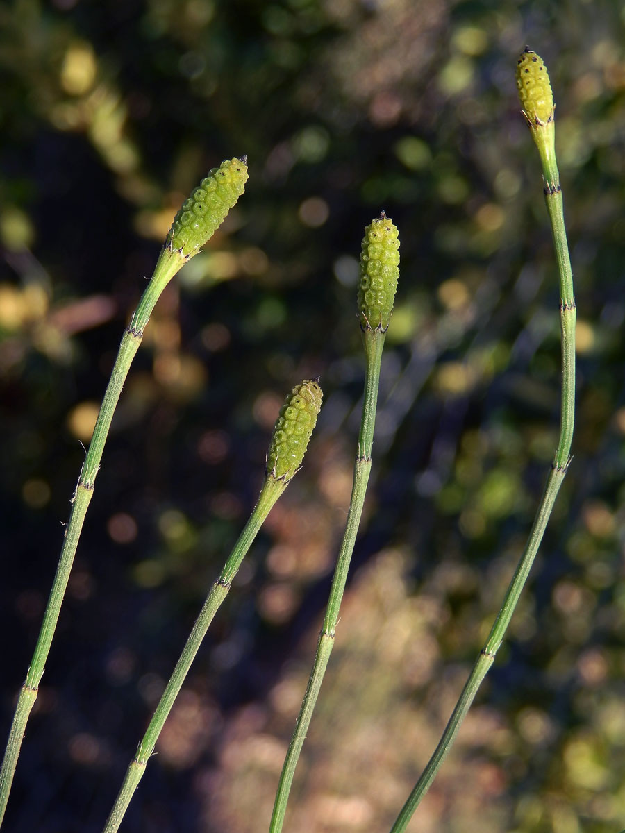 Přeslička větevnatá (Equisetum ramosissimum Desf.)