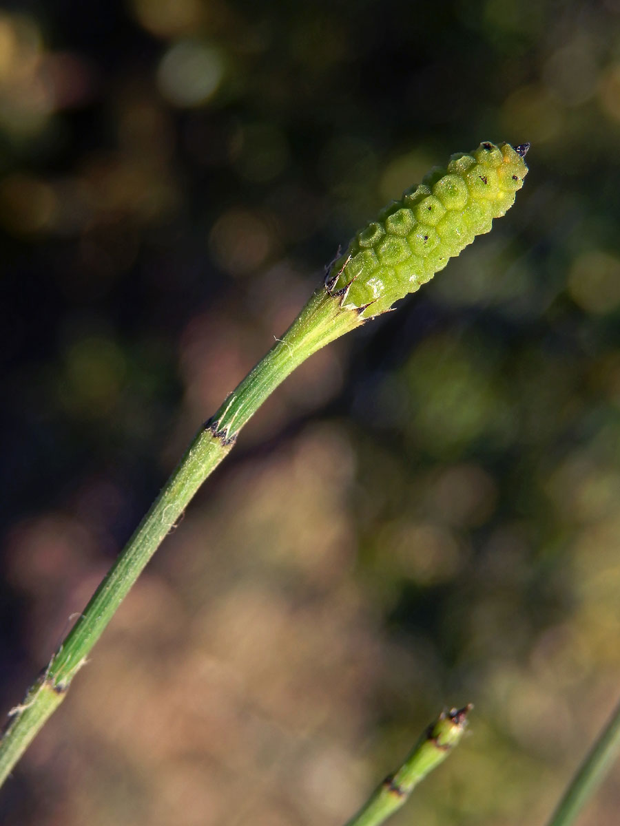 Přeslička větevnatá (Equisetum ramosissimum Desf.)