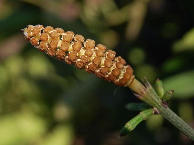 Přeslička větevnatá (Equisetum ramosissimum Desf.)