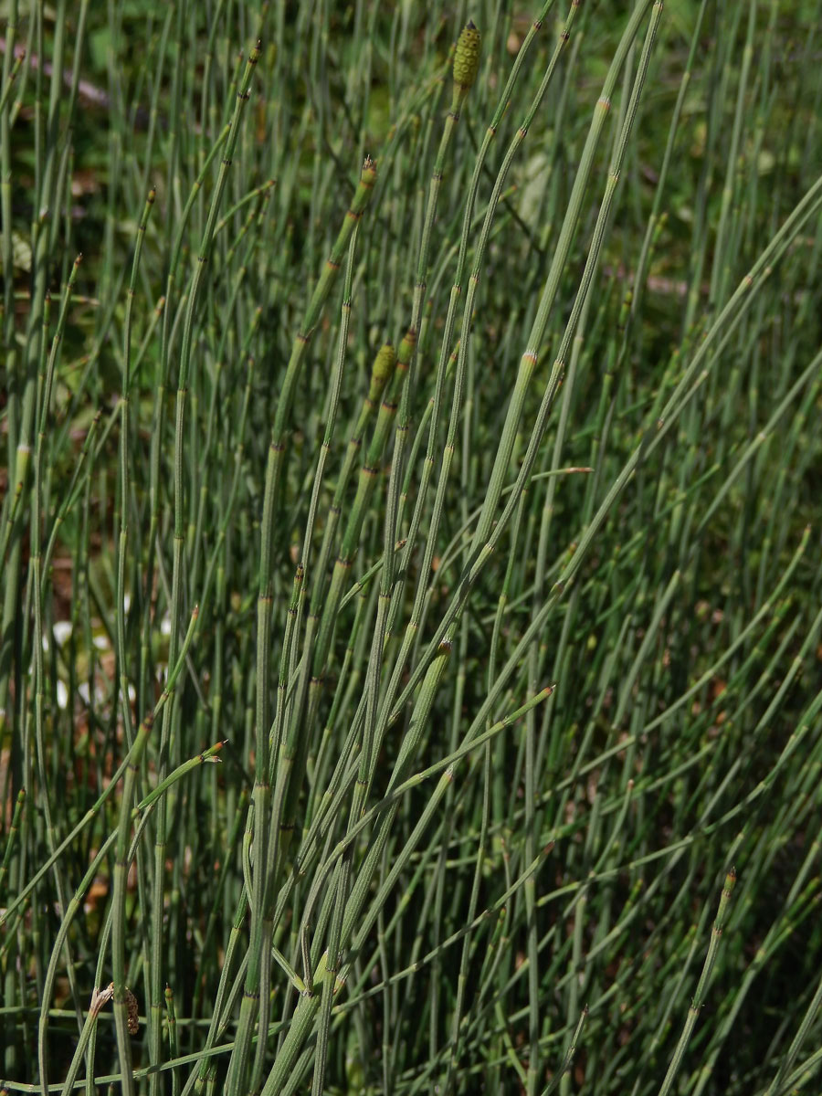 Přeslička větevnatá (Equisetum ramosissimum Desf.)