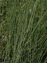 Přeslička větevnatá (Equisetum ramosissimum Desf.)