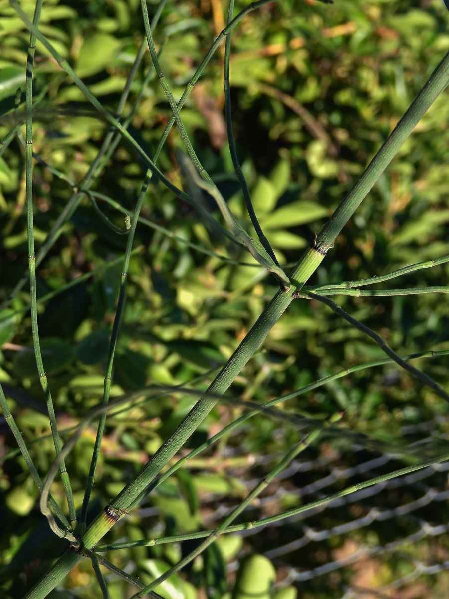 Přeslička větevnatá (Equisetum ramosissimum Desf.)