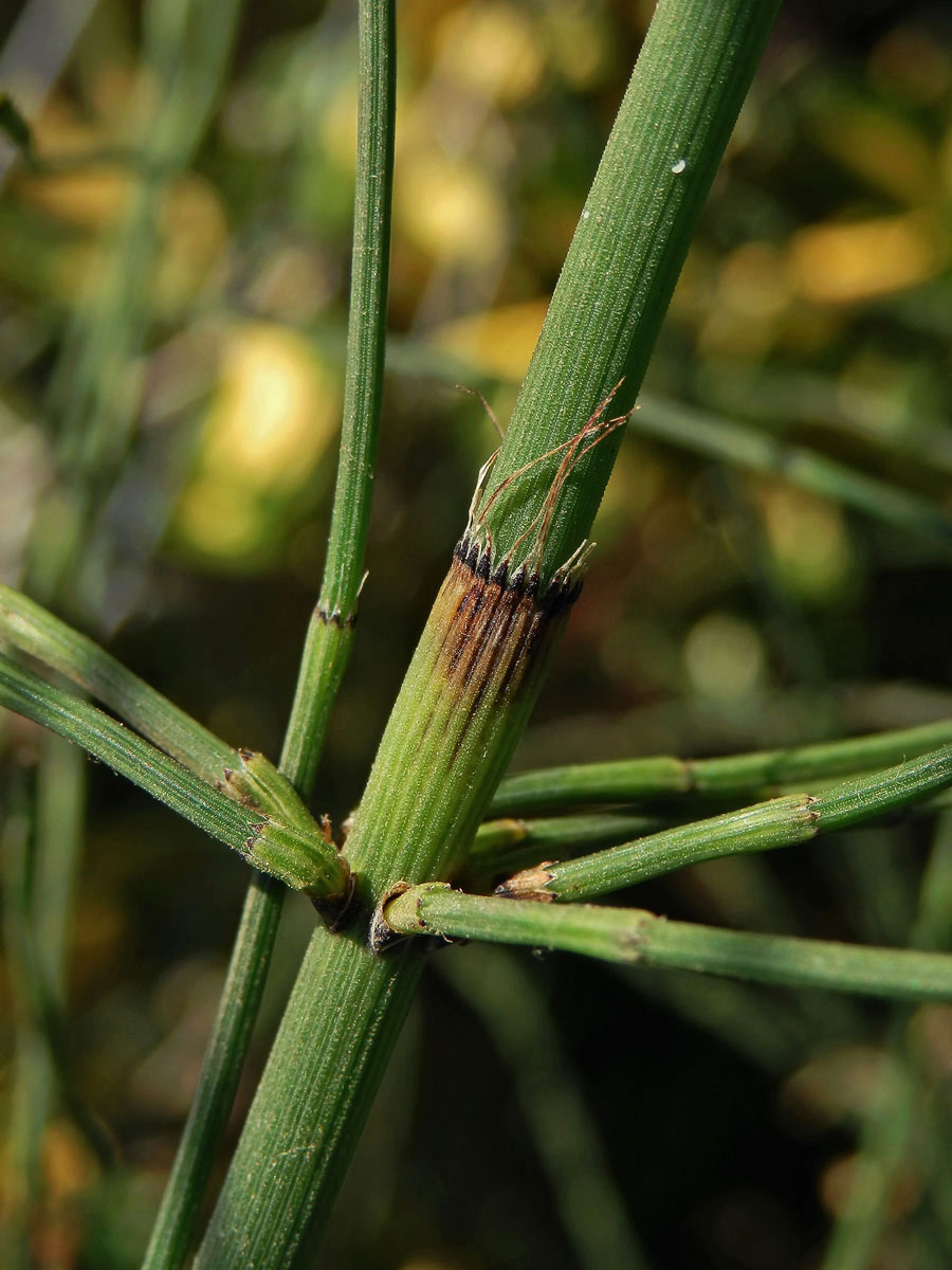 Přeslička větevnatá (Equisetum ramosissimum Desf.)