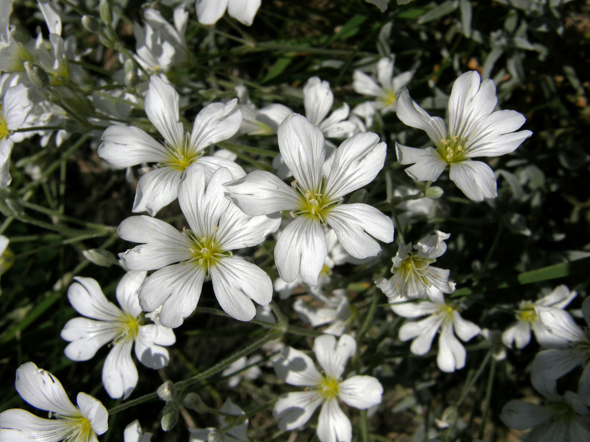 Rožec plstnatý (Cerastium tomentosum L.)