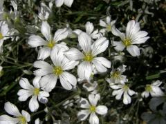 Rožec plstnatý (Cerastium tomentosum L.)    
