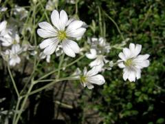 Rožec plstnatý (Cerastium tomentosum L.)