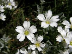 Rožec plstnatý (Cerastium tomentosum L.)