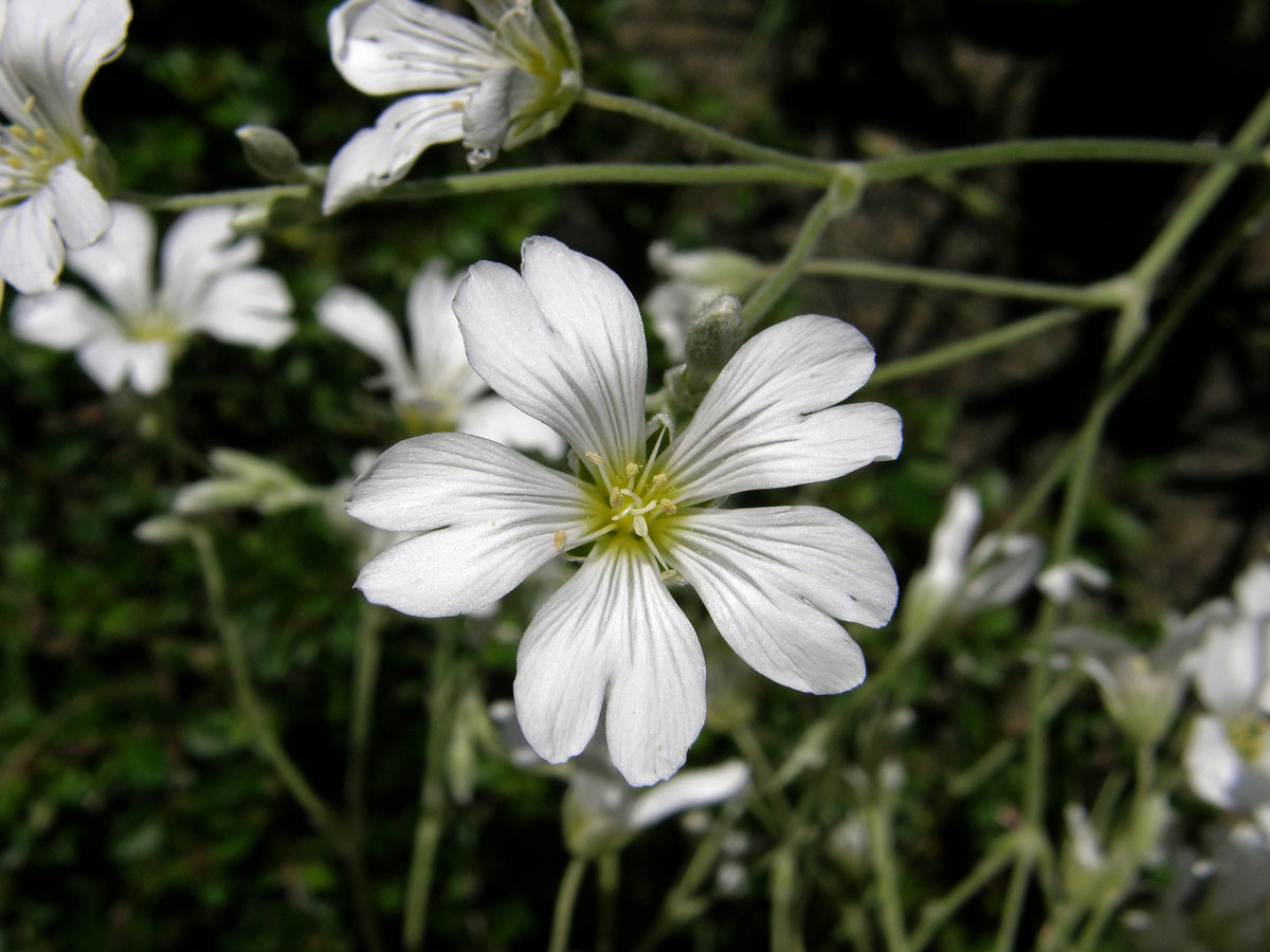 Rožec plstnatý (Cerastium tomentosum L.)