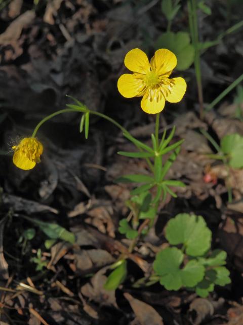 Pryskyřník mnohotvárný (Ranunculus fallax (Wimm. et Grab.) Sloboda)