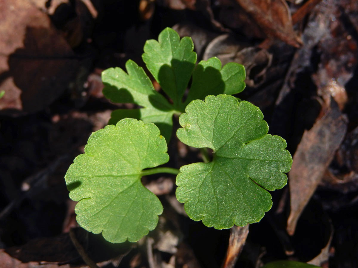 Pryskyřník mnohotvárný (Ranunculus fallax (Wimm. et Grab.) Sloboda)