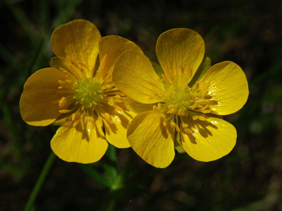 Pryskyřník mnohotvárný (Ranunculus fallax (Wimm. et Grab.) Sloboda)