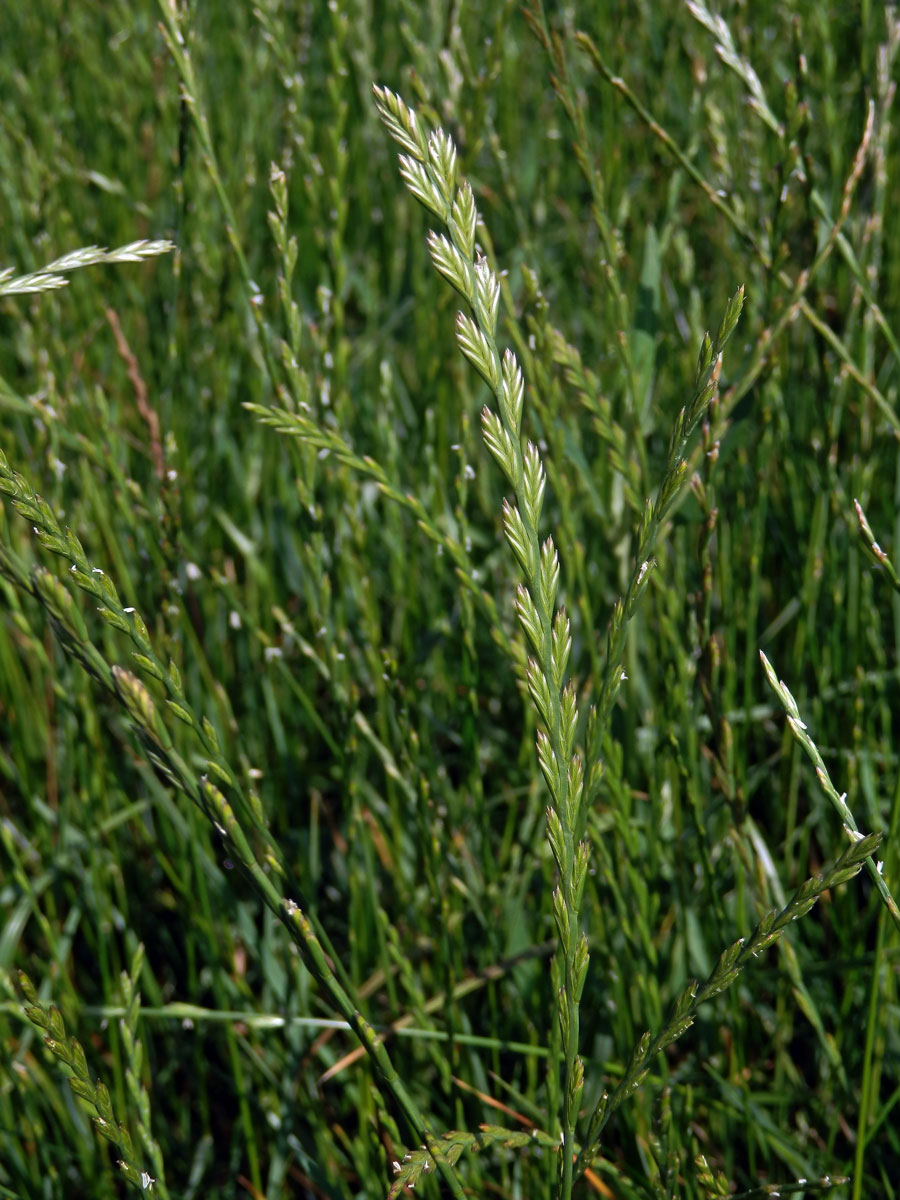 Jílek vytrvalý (Lolium perenne L.)