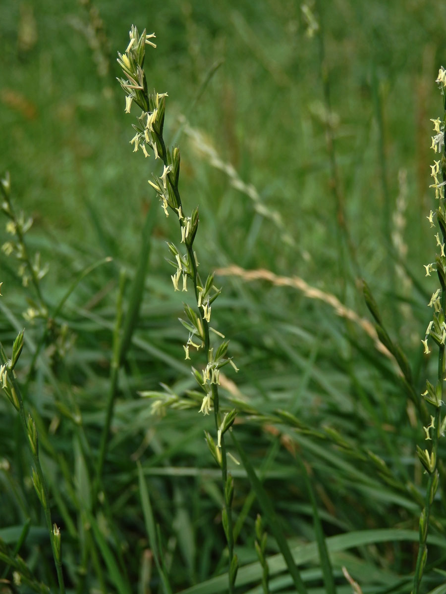 Pýr plazivý (Elytrigia repens (L.)