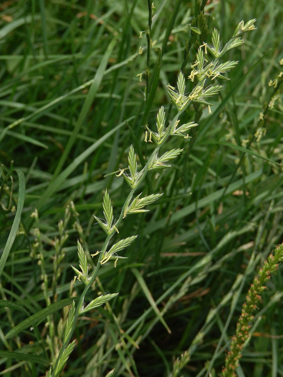 Pýr plazivý (Elytrigia repens (L.)