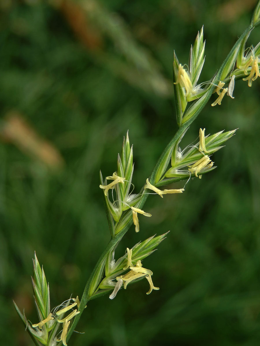 Pýr plazivý (Elytrigia repens (L.)