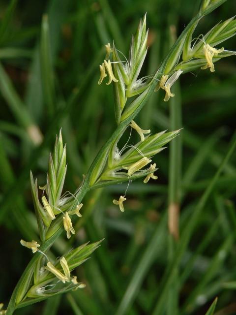 Pýr plazivý (Elytrigia repens (L.)