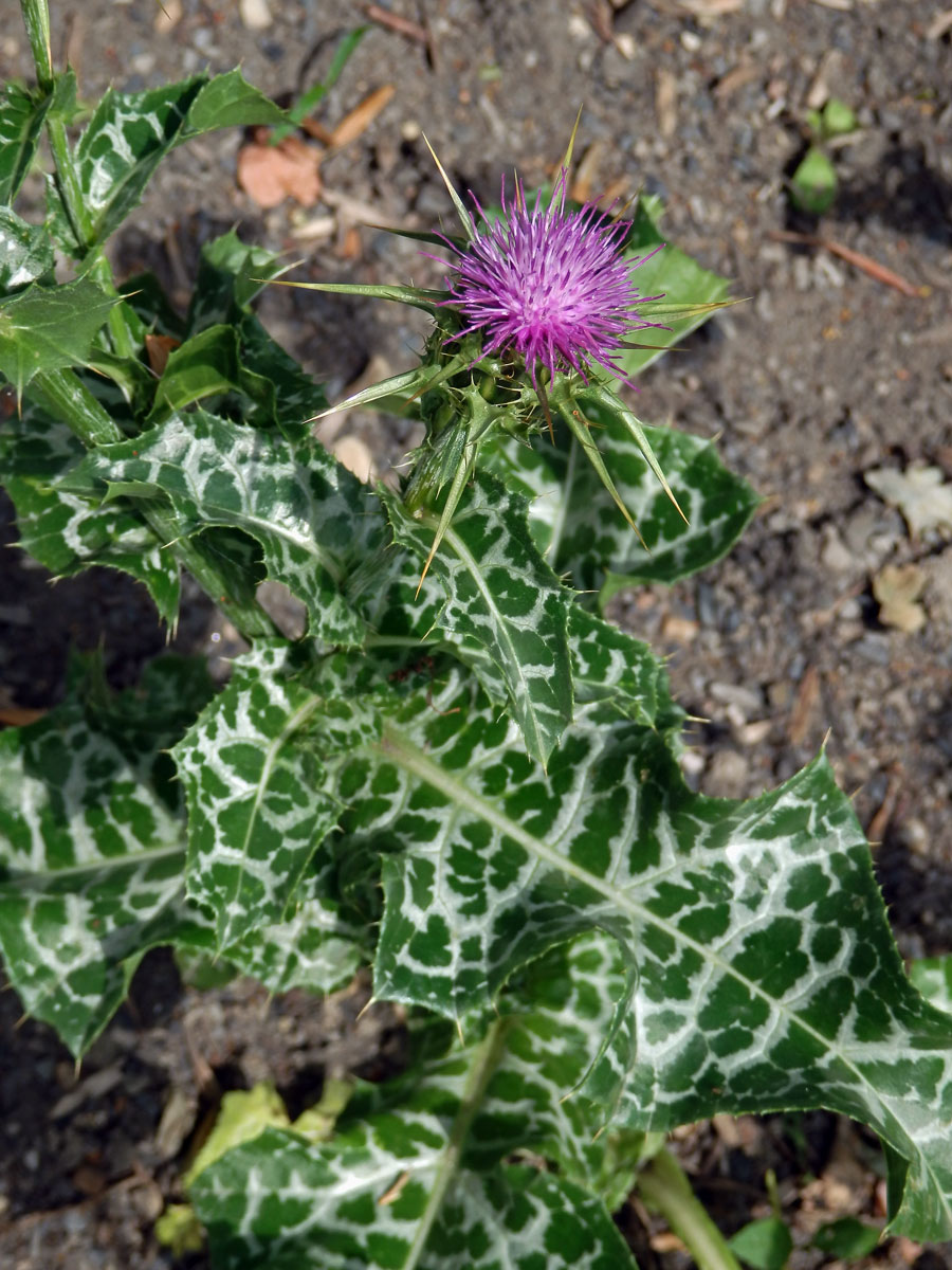 Ostropestřec mariánský (Silybum marianum (L.) Gaertn.)